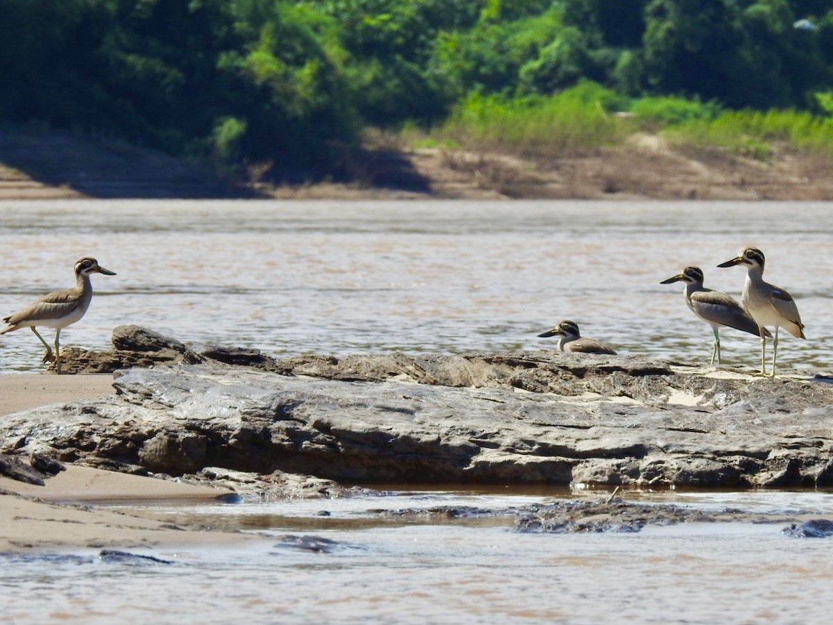 Great Thick-knee - ML645050061