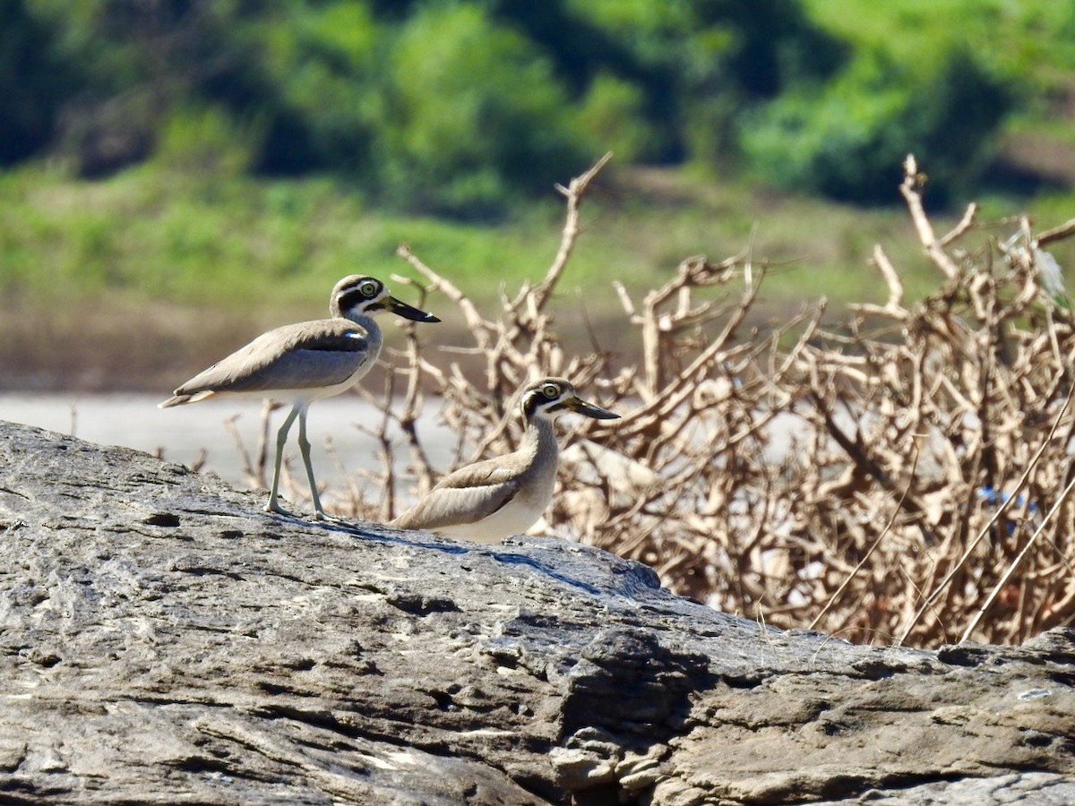 Great Thick-knee - ML645050062
