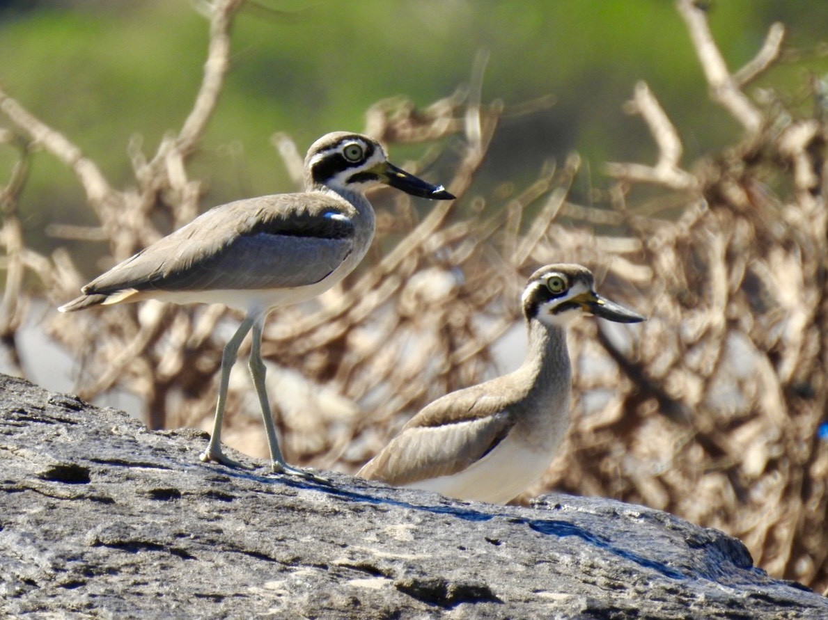 Great Thick-knee - ML645050063