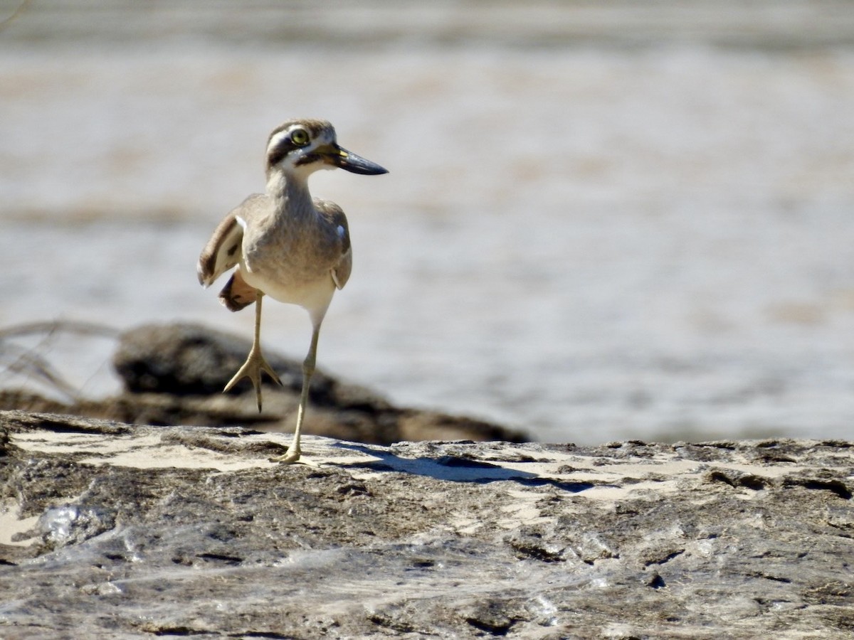 Great Thick-knee - ML645050064