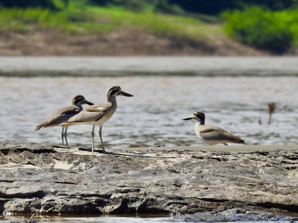 Great Thick-knee - ML645050065