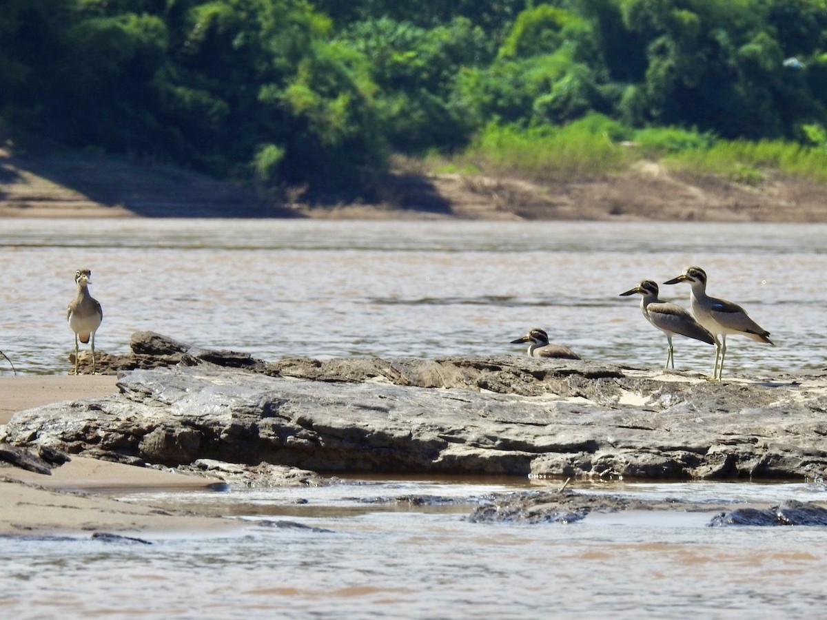 Great Thick-knee - ML645050066