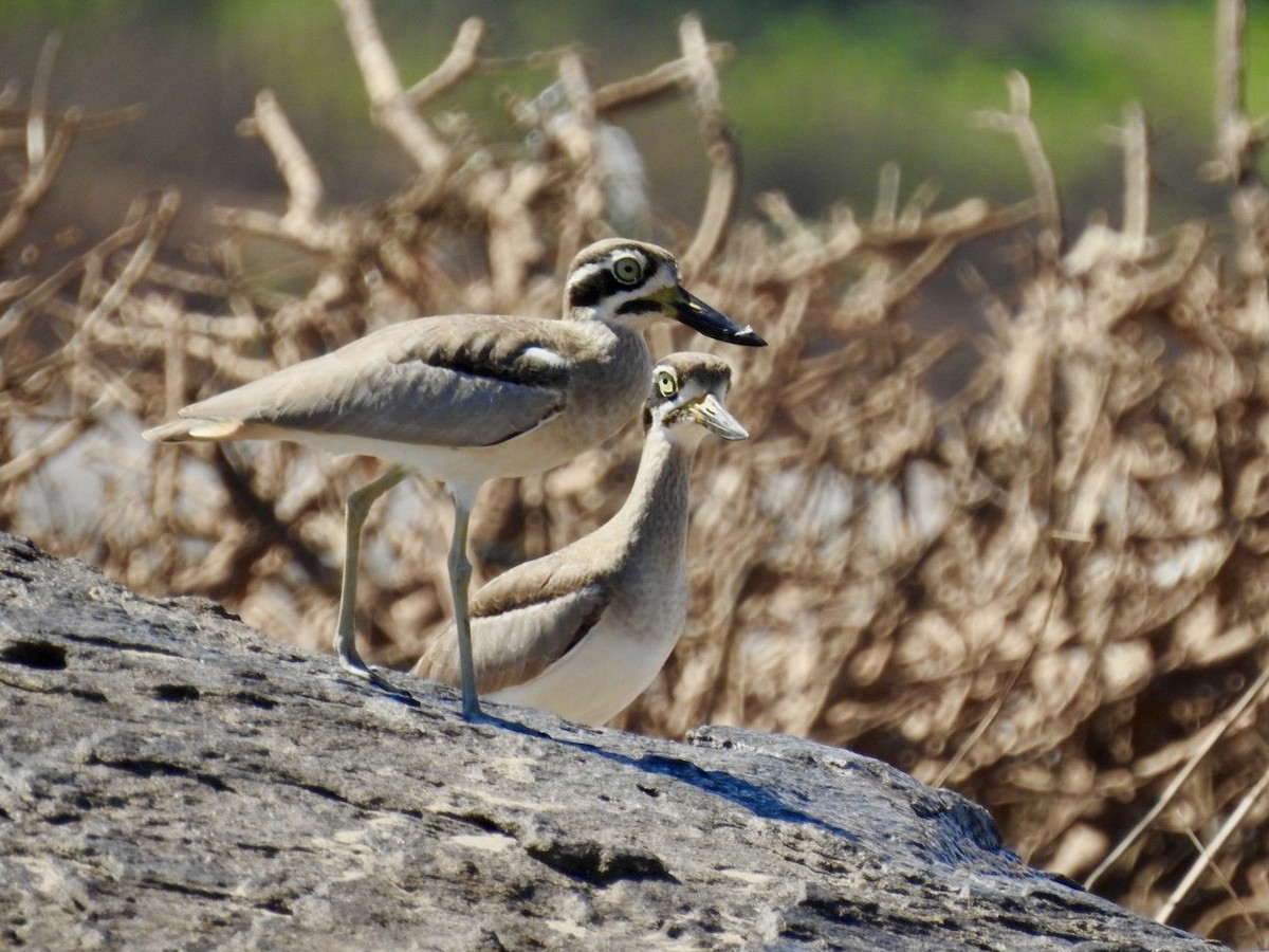 Great Thick-knee - ML645050067