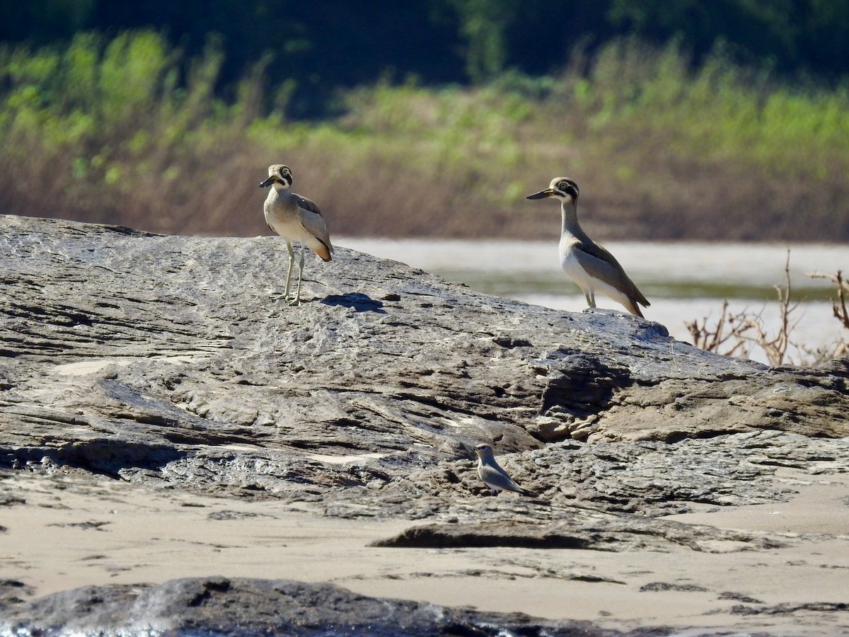 Great Thick-knee - ML645050068