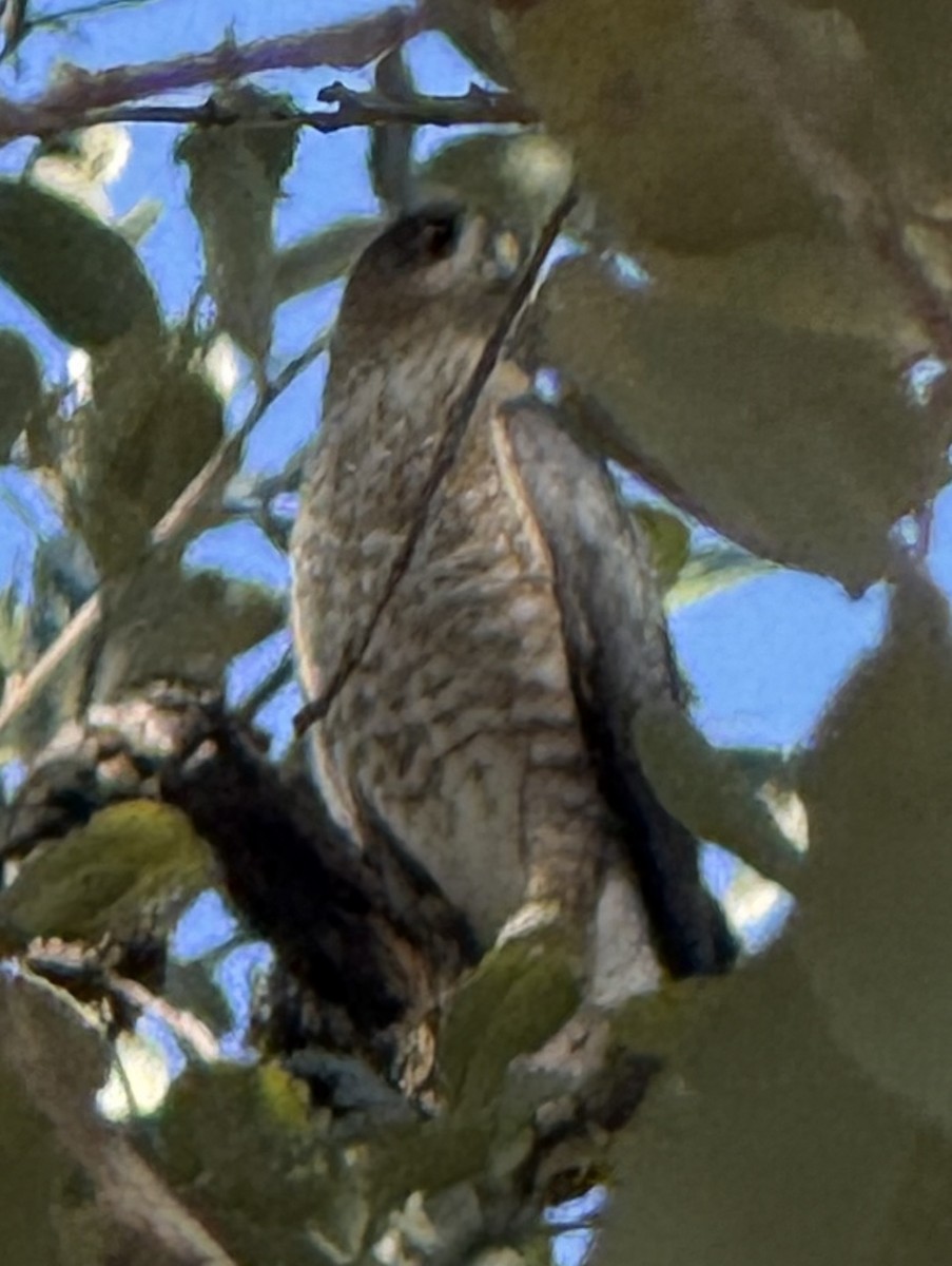 krahujec americký - ML645050079