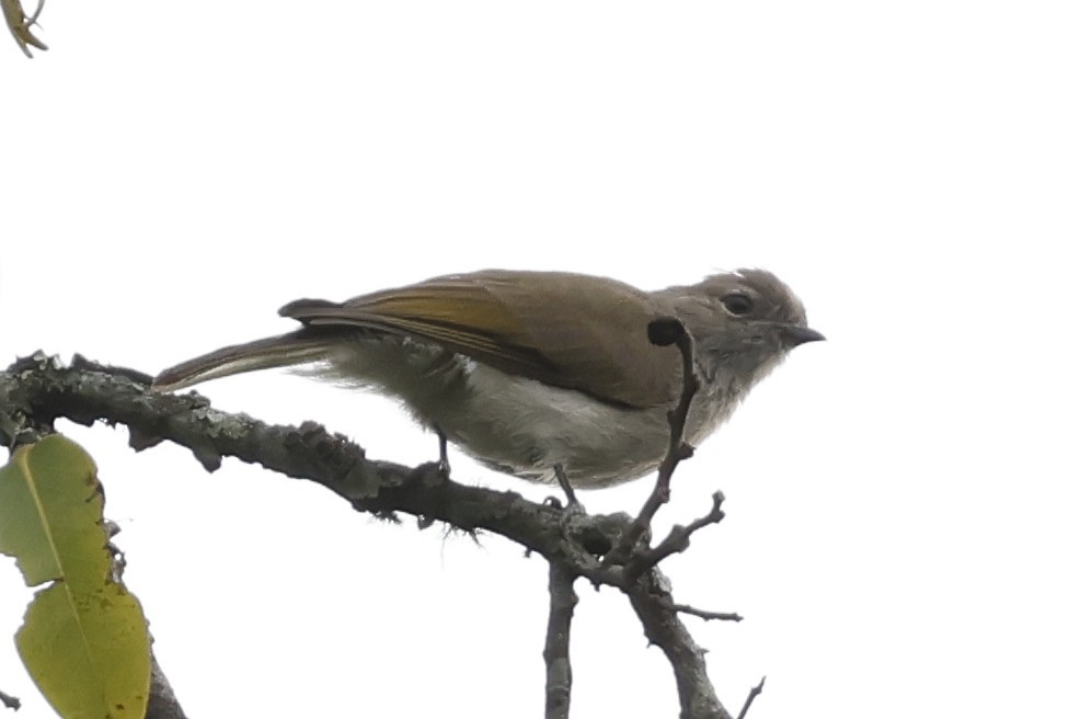 ヒガシオリーブヒメミツオシエ - ML645050081