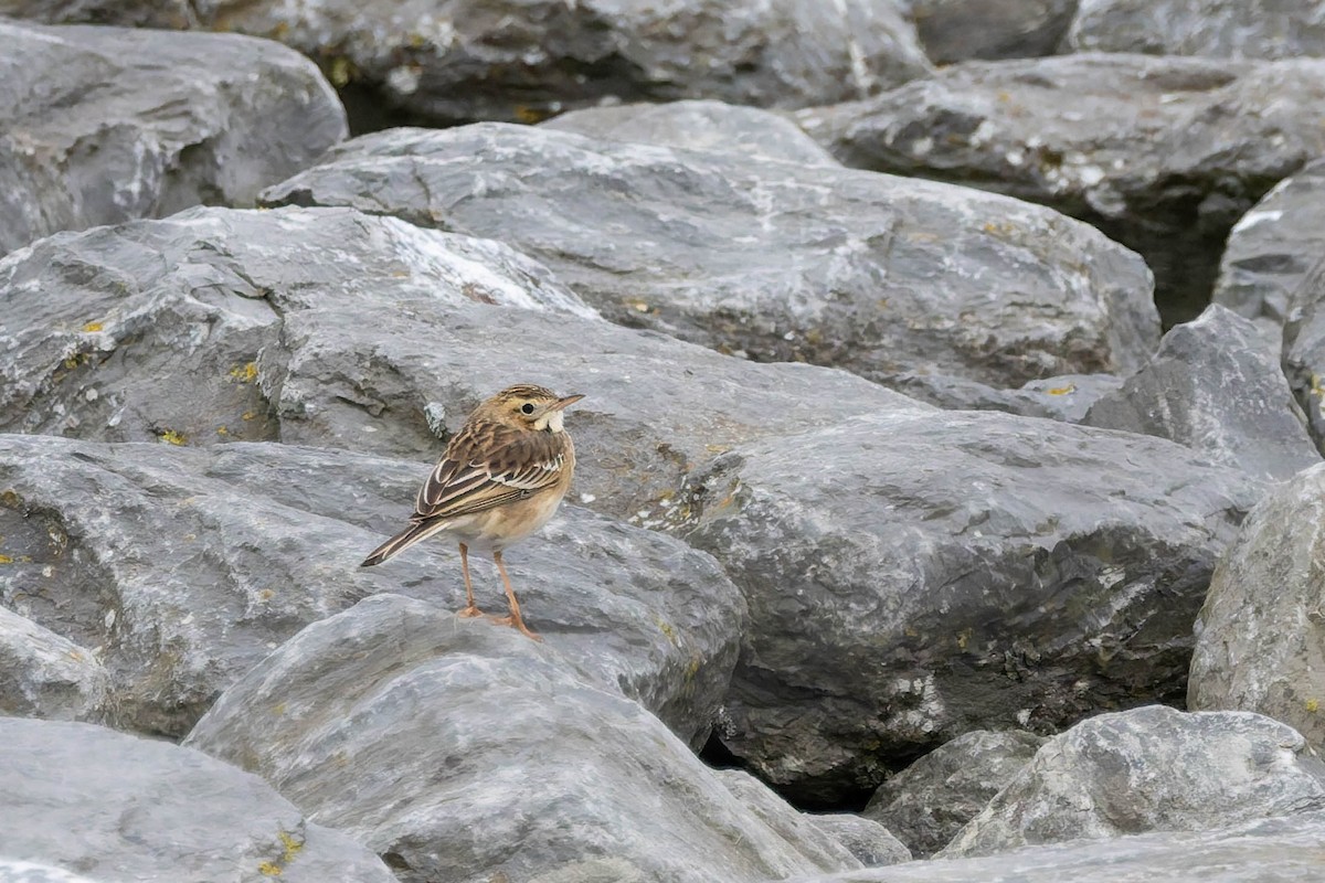 Bisbita de Richard - ML645050102