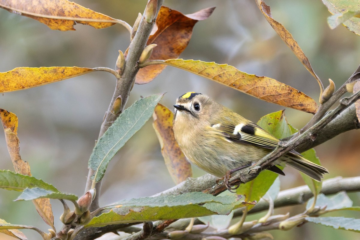 Goldcrest - ML645050128