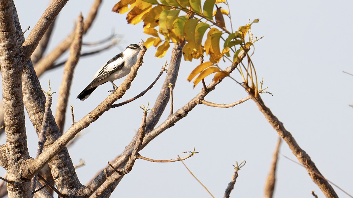 White-shouldered Triller - ML645050134