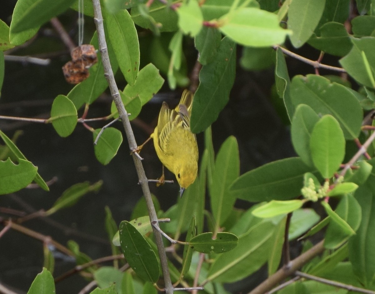 Northern/Mangrove Yellow Warbler - ML645050149
