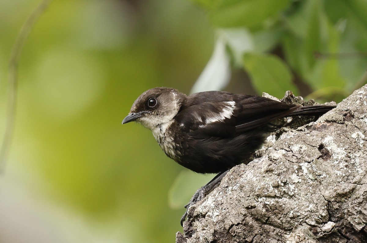 シロガシラアリヒタキ - ML645050166