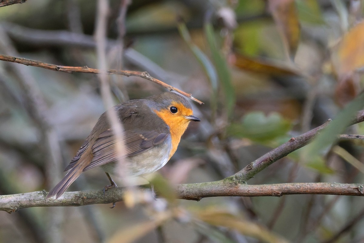 European Robin - ML645050168
