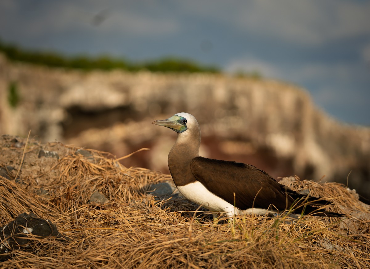 Cocos Booby - ML645050181