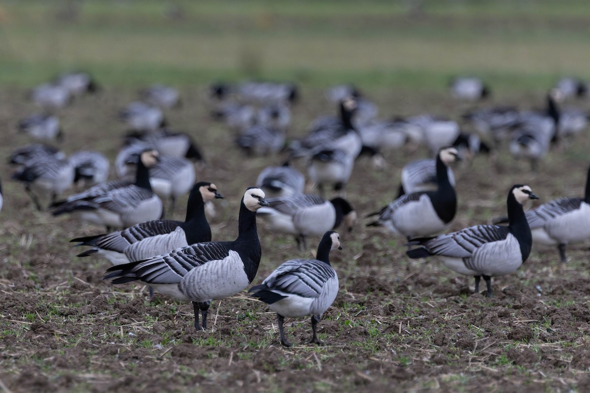 Barnacle Goose - ML645050194