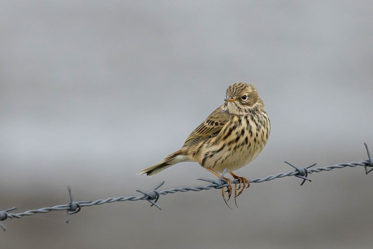 Meadow Pipit - ML645050199