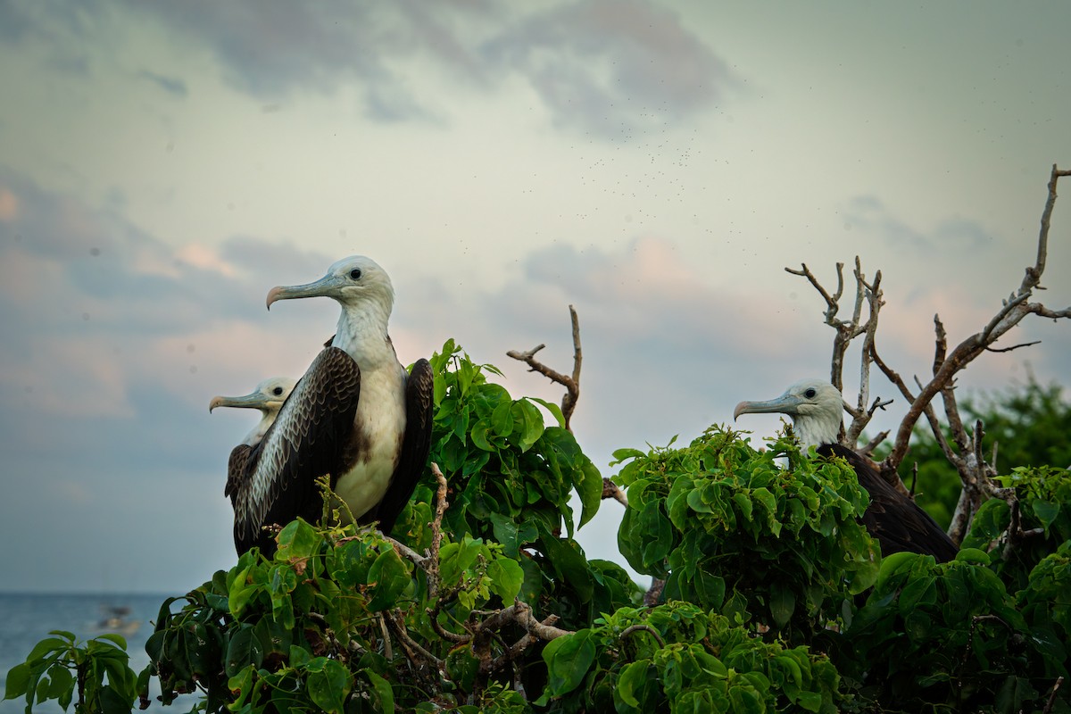 Magnificent Frigatebird - ML645050200