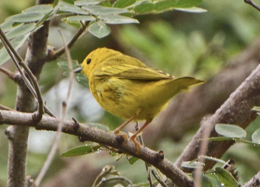 Northern/Mangrove Yellow Warbler - ML645050205