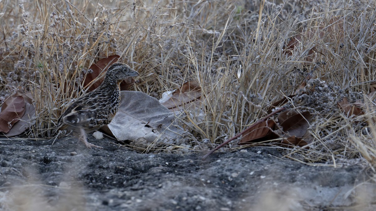 Sumba Buttonquail - ML645050207