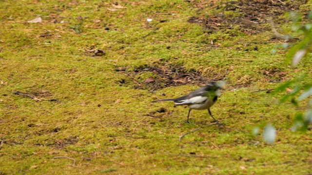 japanerle - ML645050223