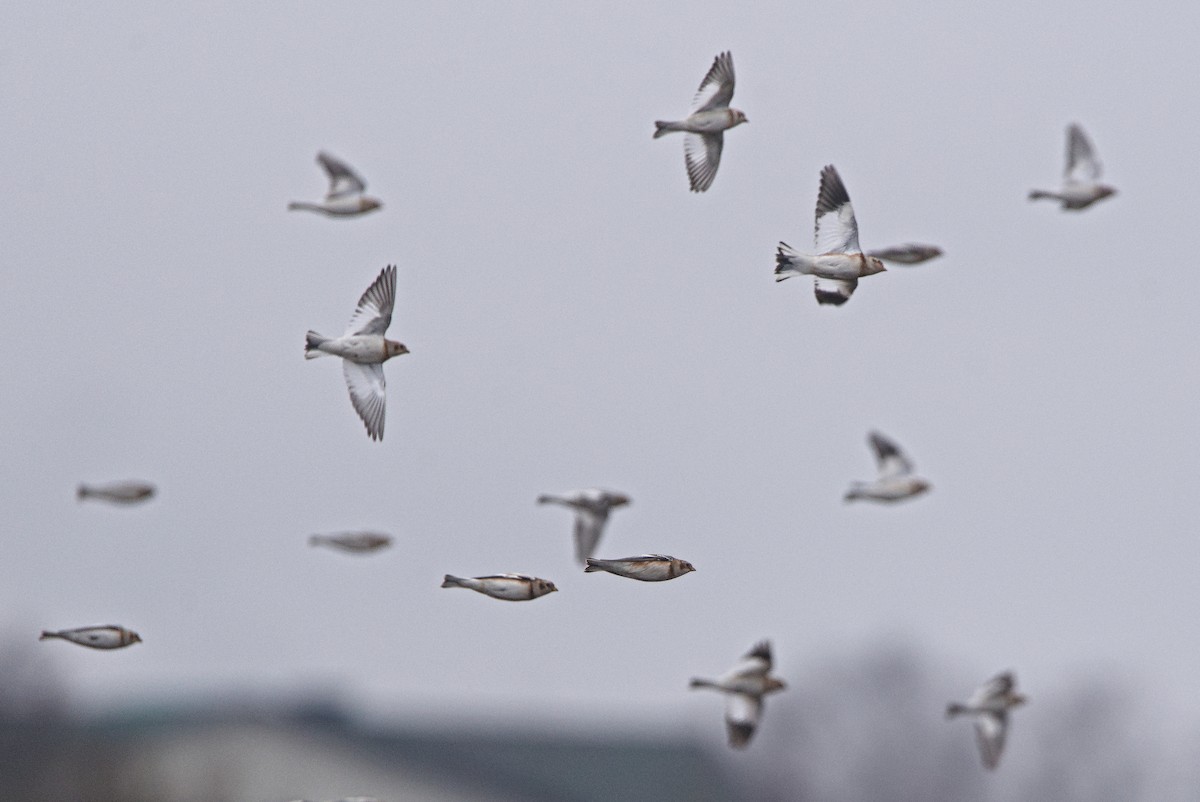 Snow Bunting - ML645050231