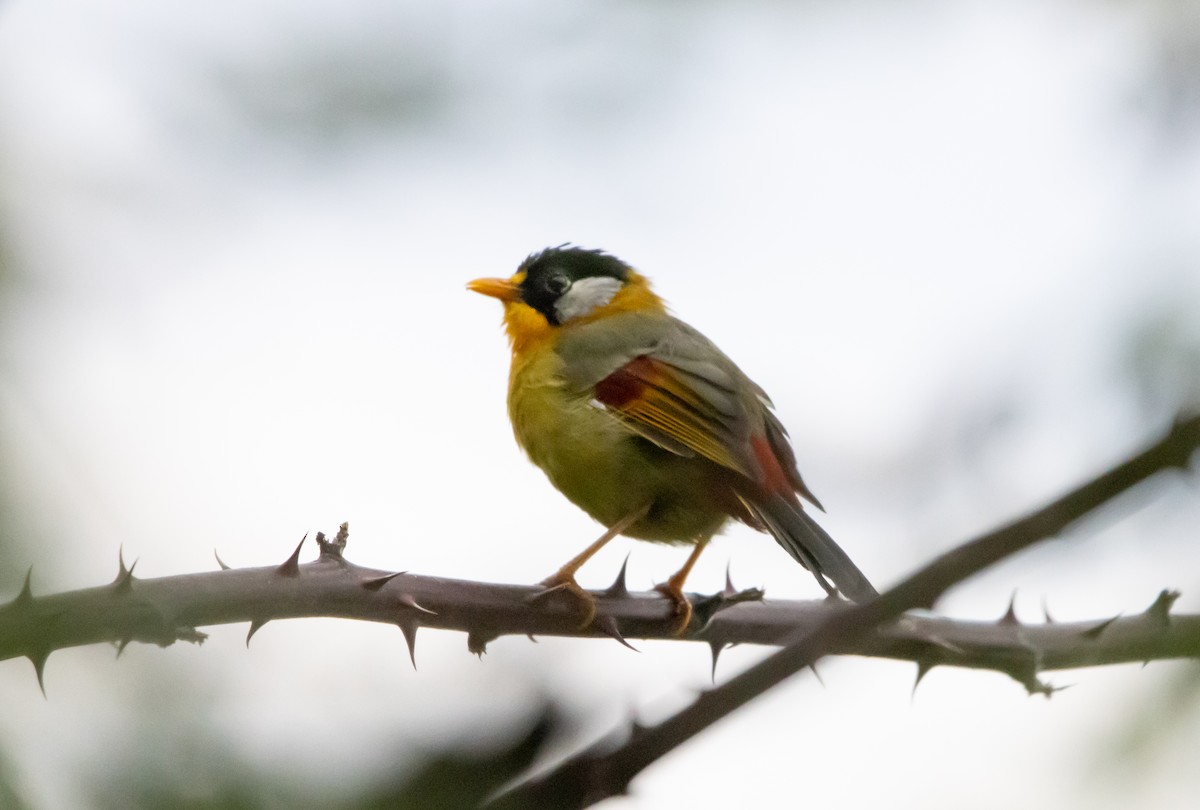 Silver-eared Mesia - ML645050237