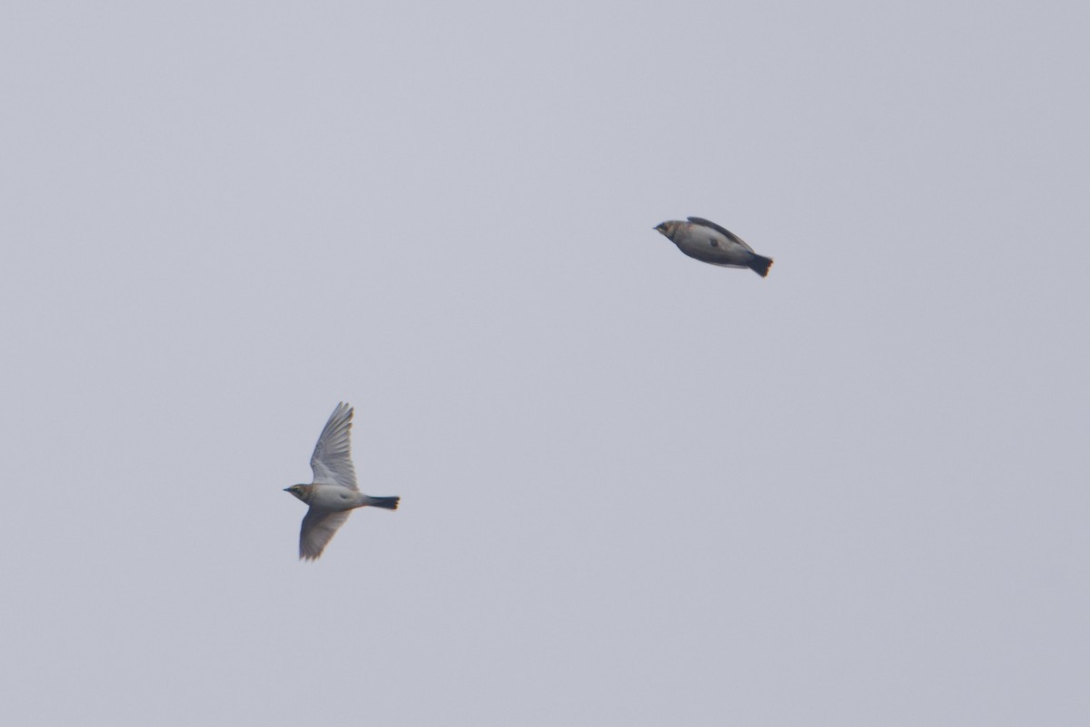 Horned Lark - ML645050238