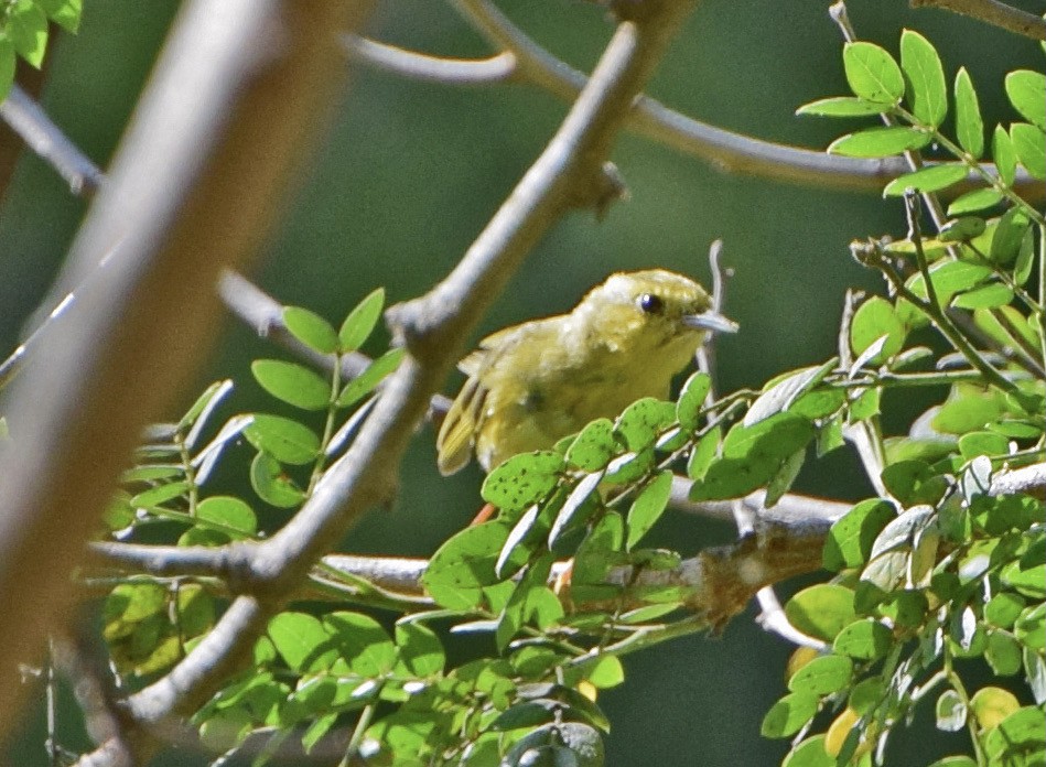 Northern/Mangrove Yellow Warbler - ML645050247