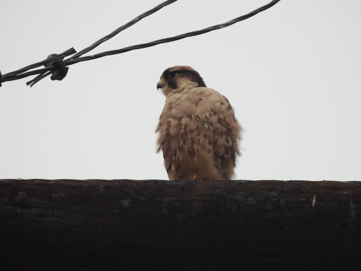 Lanner Falcon - ML645050251
