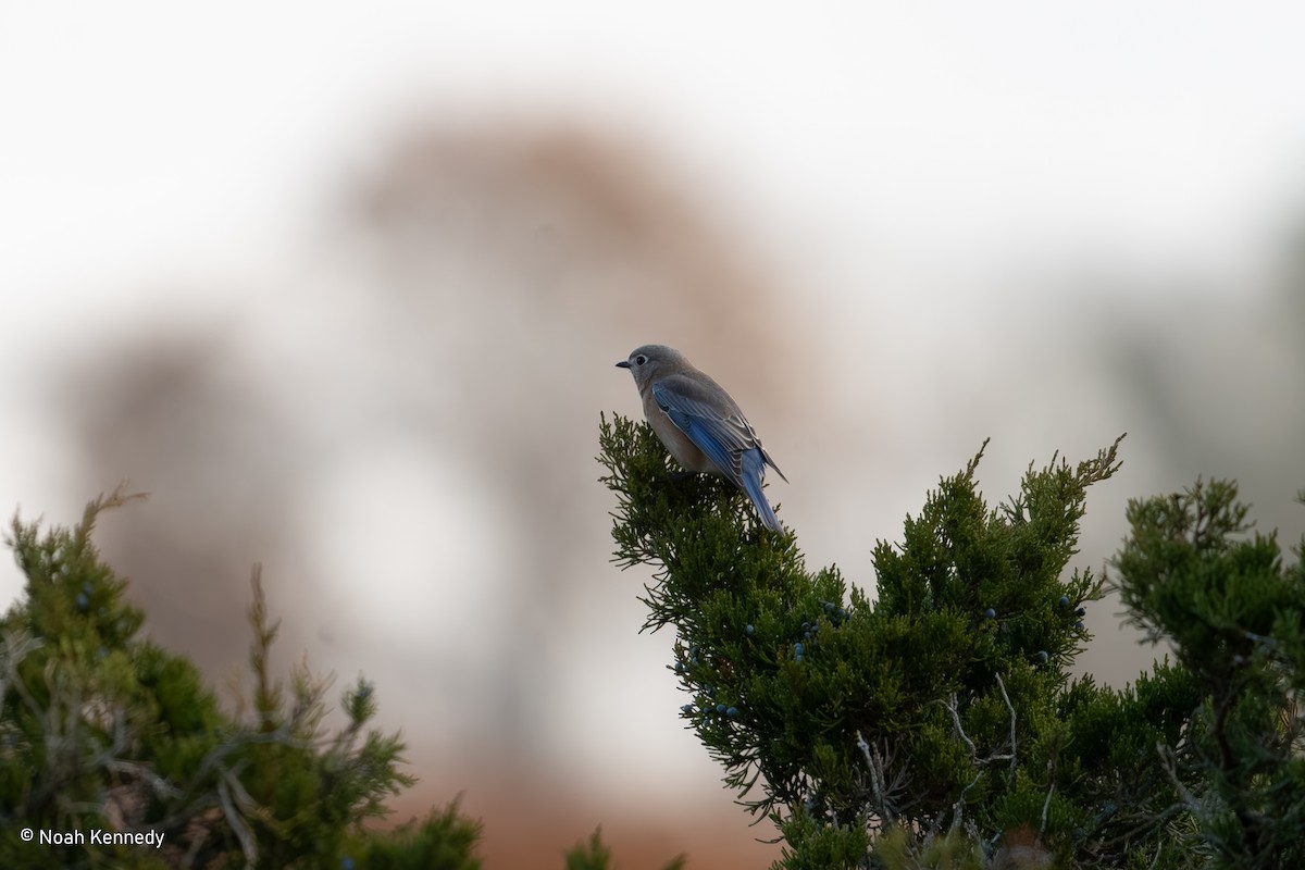 Eastern Bluebird - ML645050254