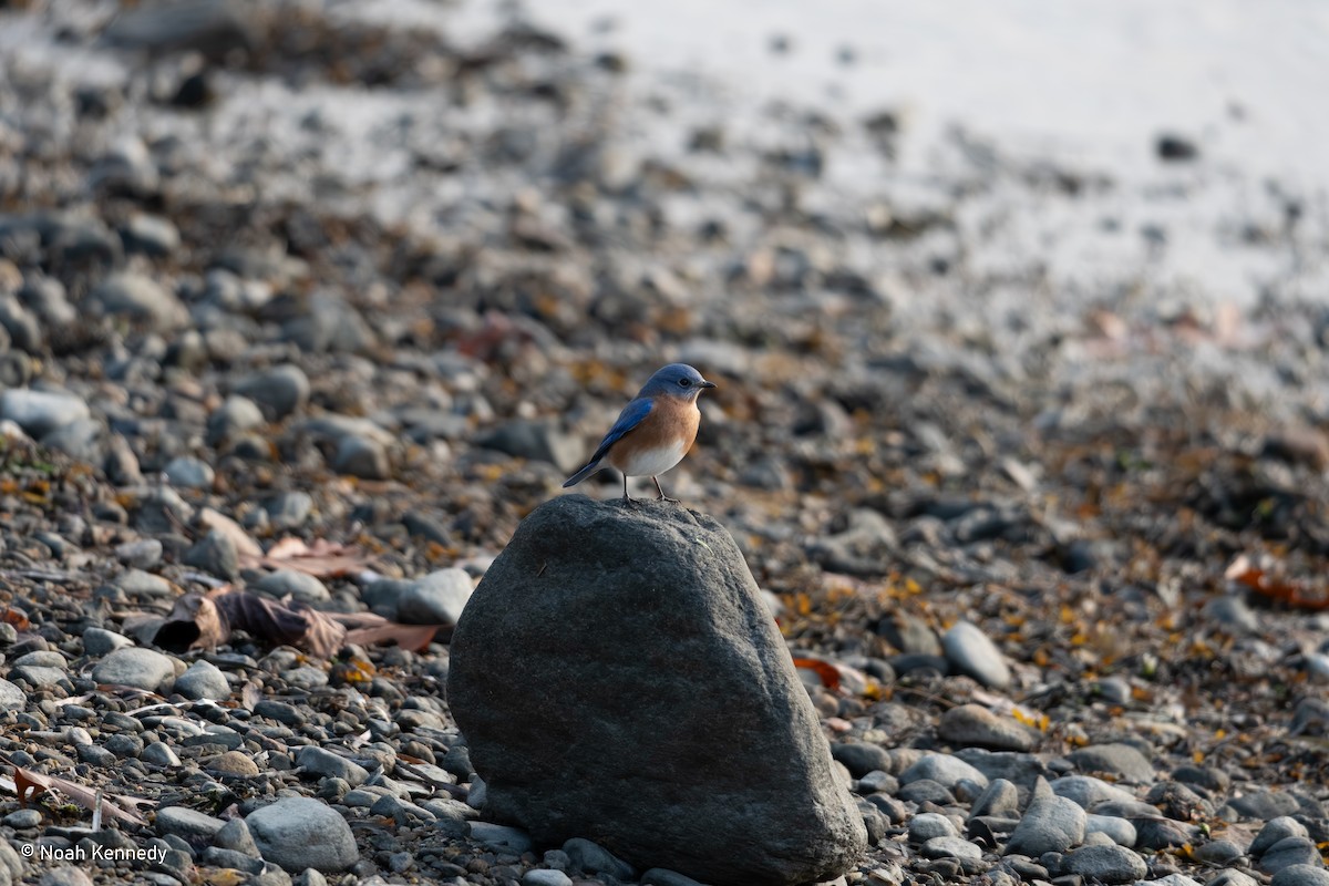 Eastern Bluebird - ML645050255
