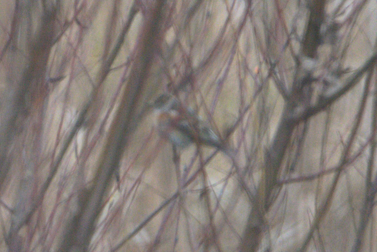 Brambling - ML645050256