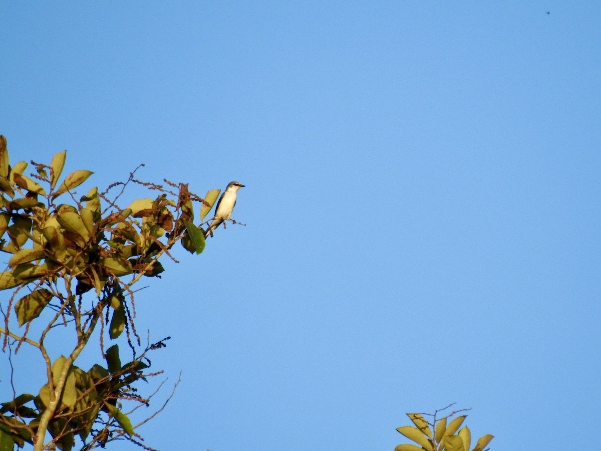 Ashy Minivet - ML645050258