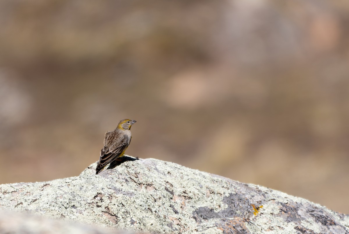 キゴシキンノジコ - ML645050263