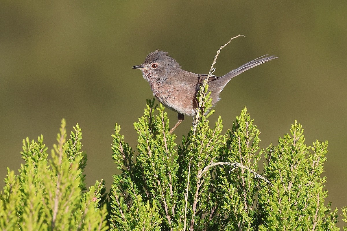 Etze-txinboa - ML645050265