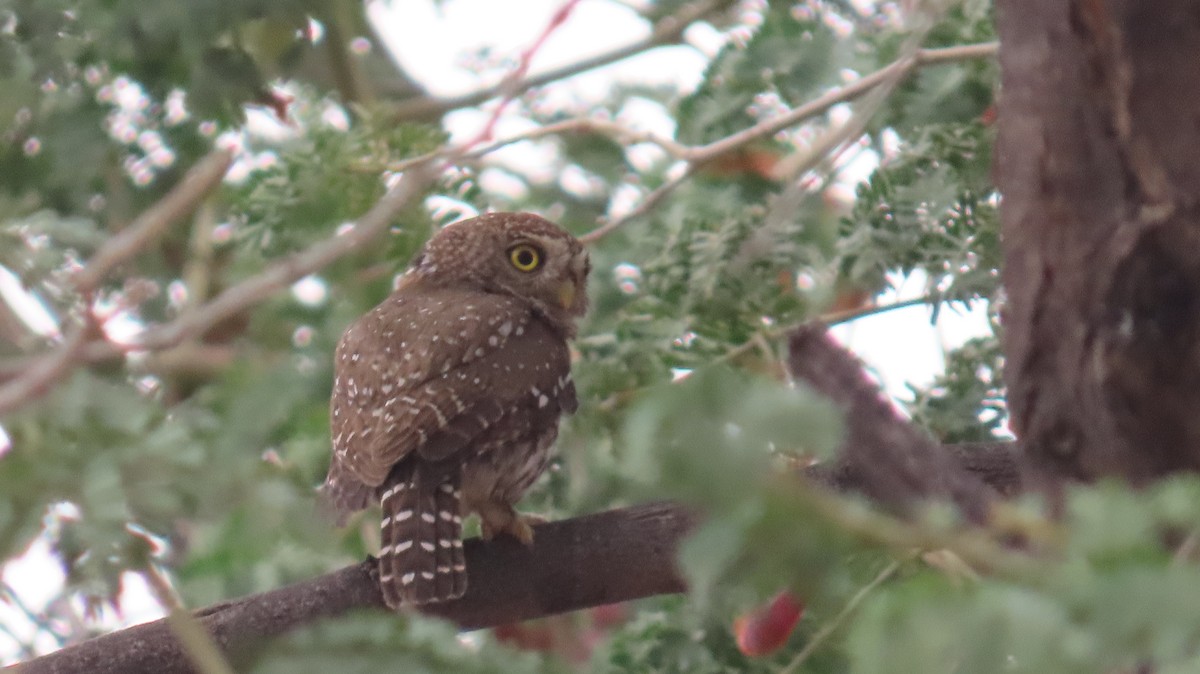 Pearl-spotted Owlet - ML645050267