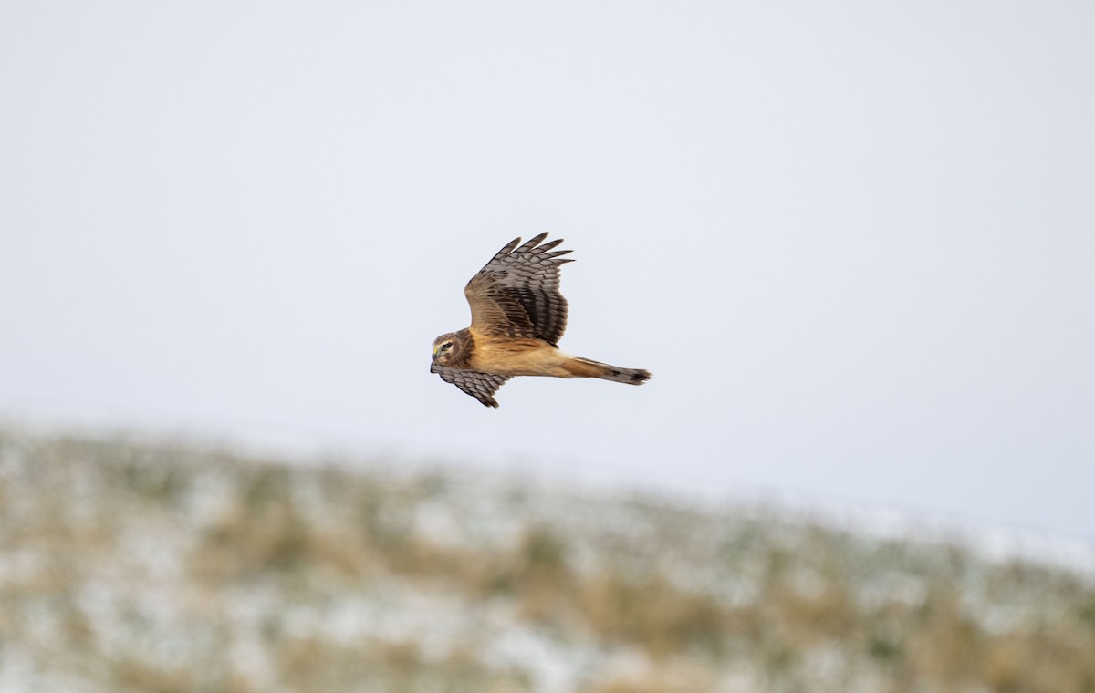 Northern Harrier - ML645050268