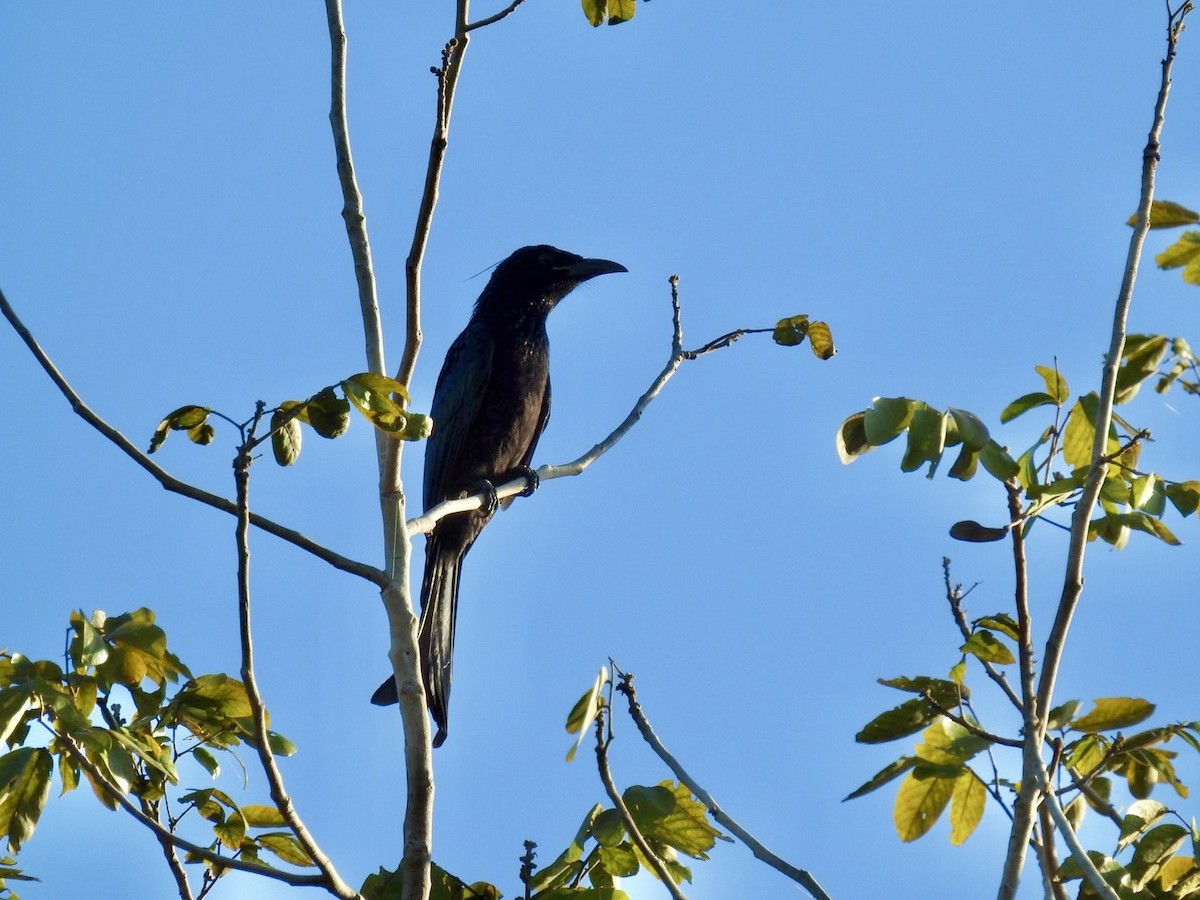 Hair-crested Drongo - ML645050269