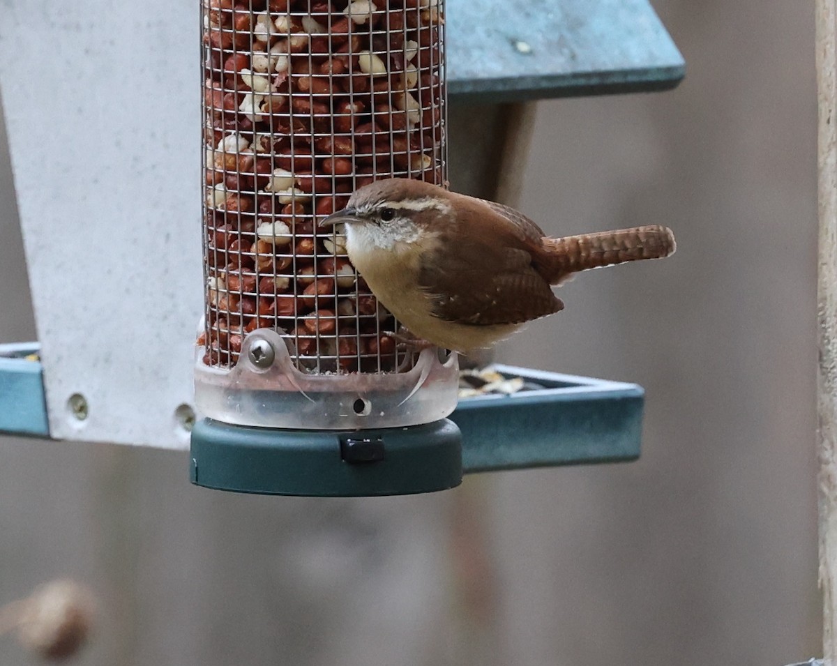 Carolina Wren - ML645050274