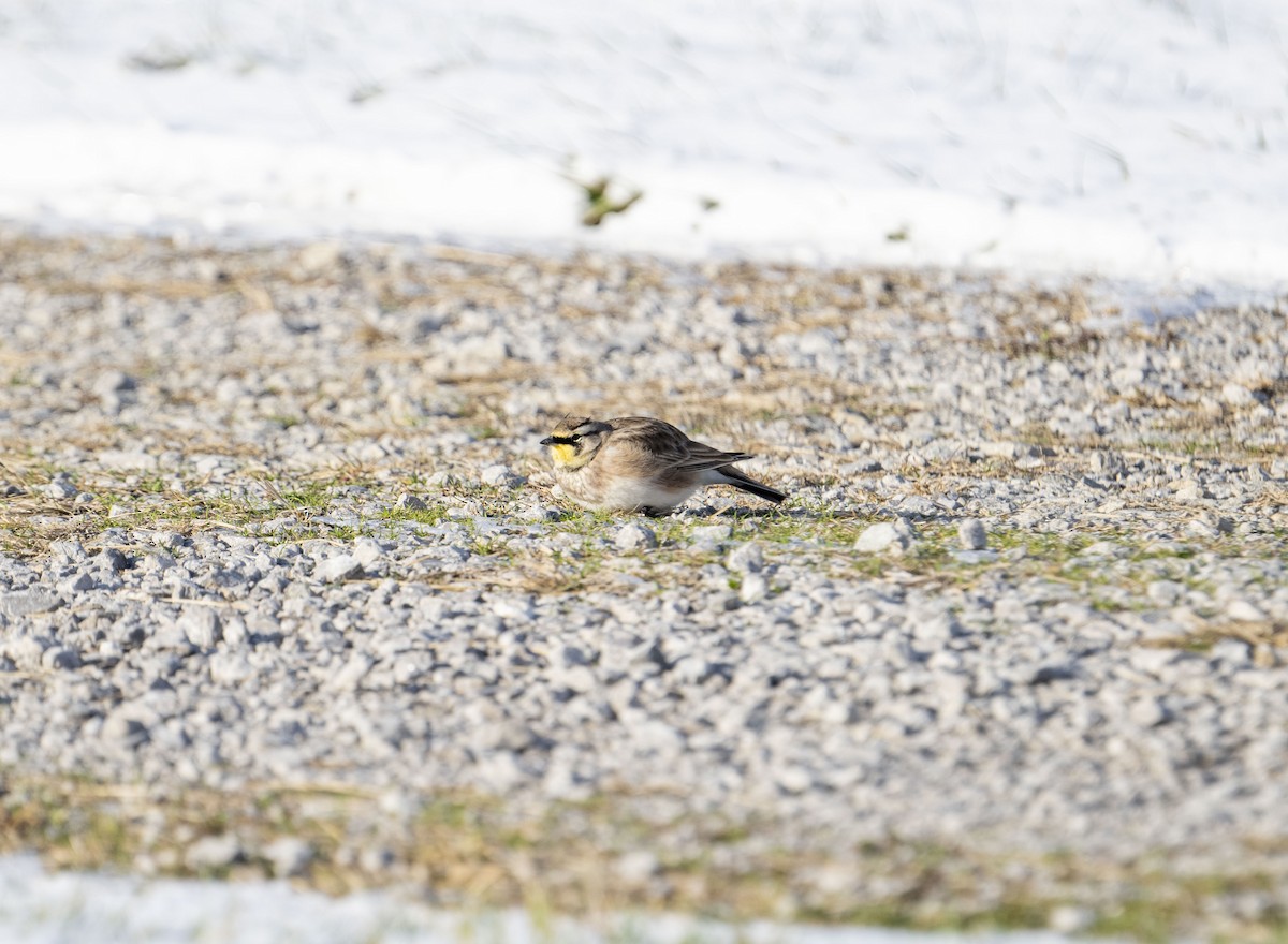 Horned Lark - ML645050277