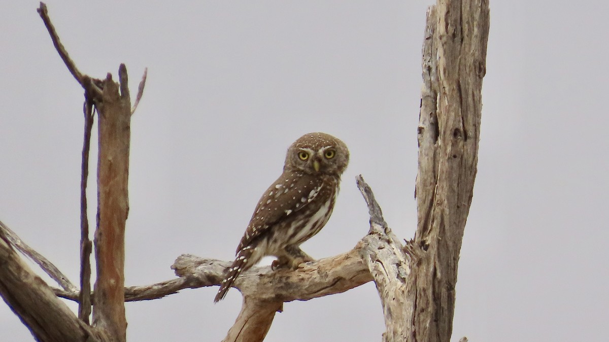 Pearl-spotted Owlet - ML645050303