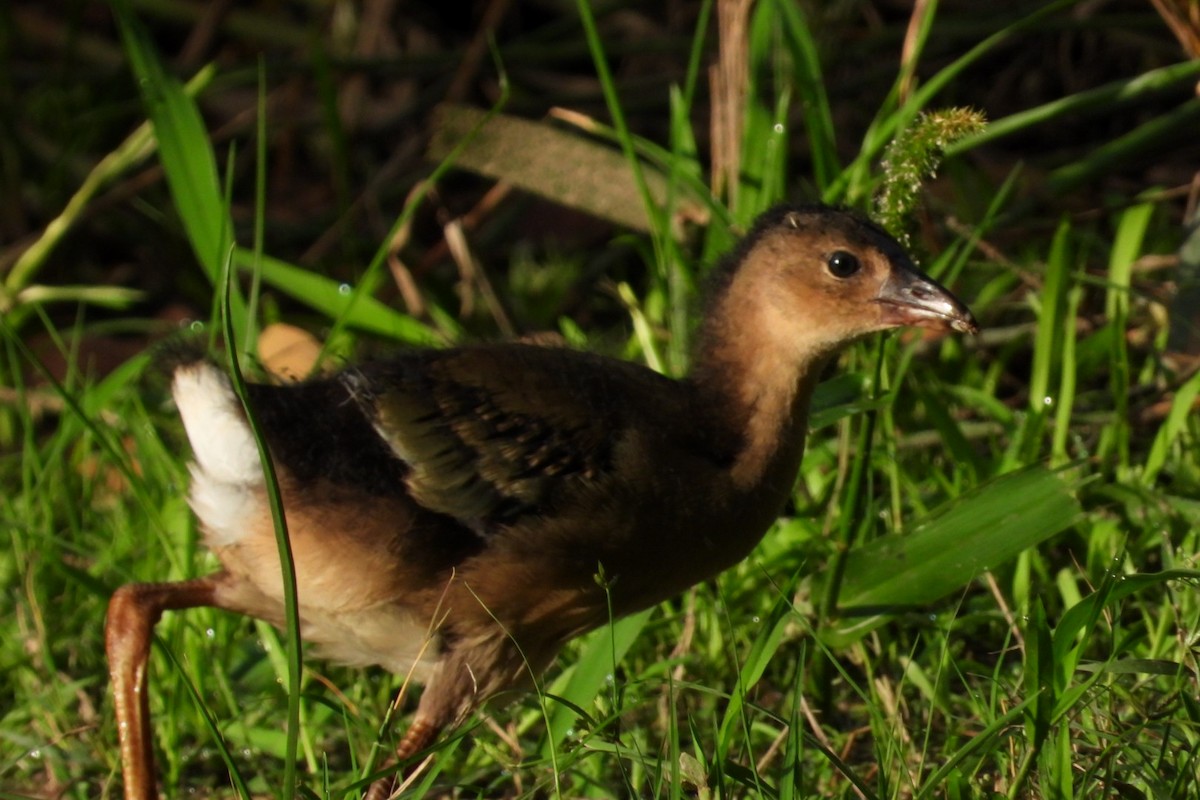 Uroilo urdin amerikarra - ML645050308