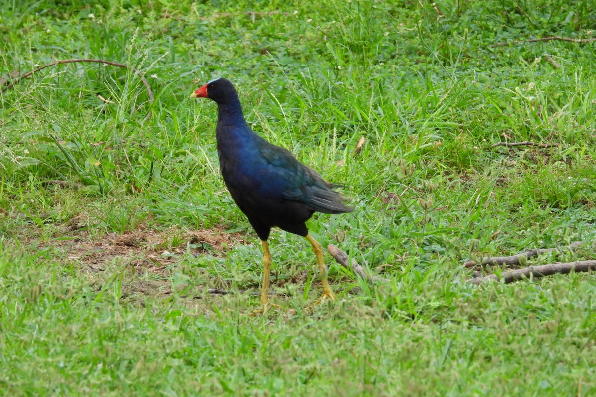 Uroilo urdin amerikarra - ML645050309