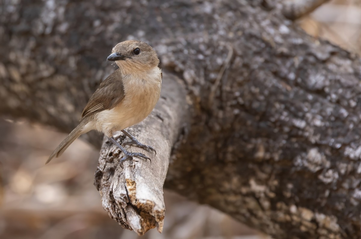 Gray Whistler - ML645050310