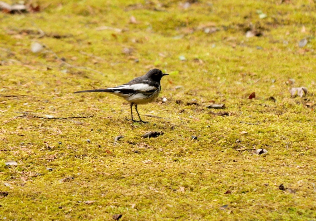 japanerle - ML645050314