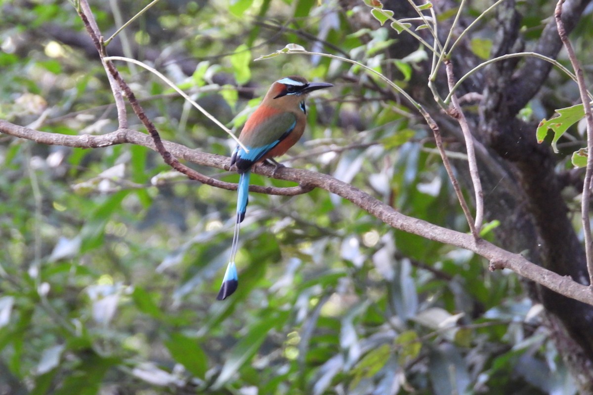 Момот рудочеревий - ML645050346