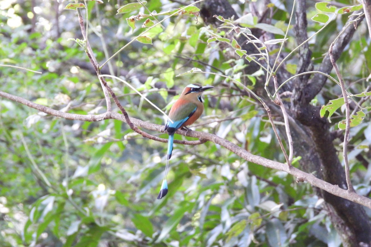 Момот рудочеревий - ML645050347