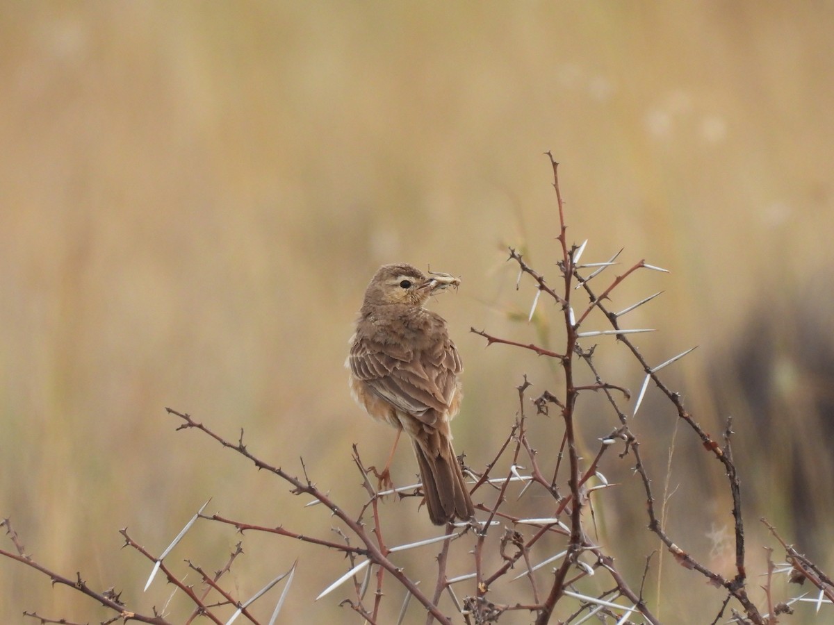 Buffy Pipit - ML645050351