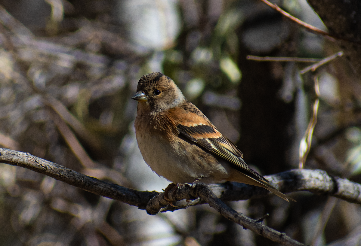 Brambling - ML645050393