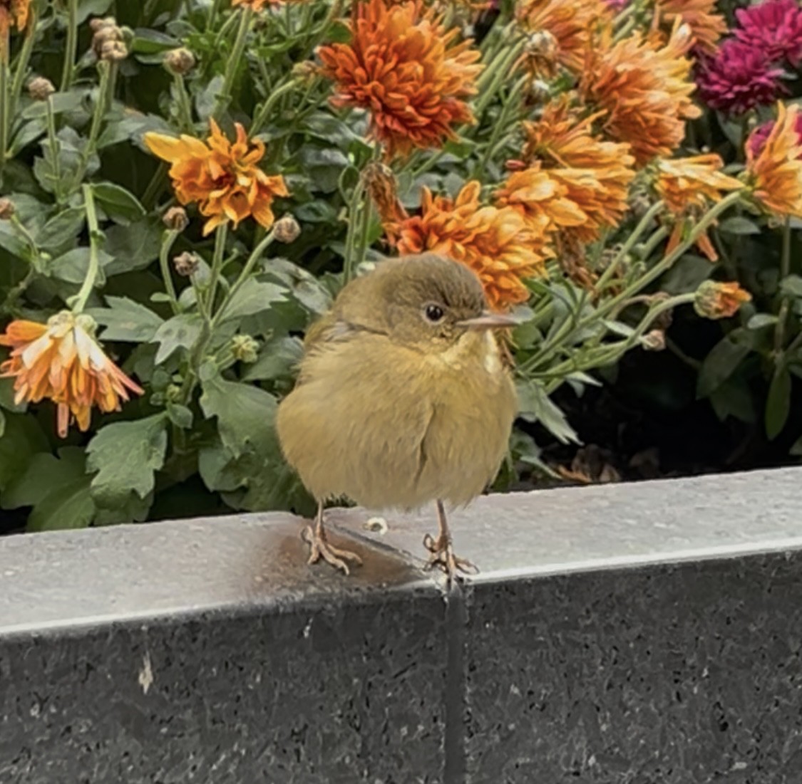 Paruline masquée - ML645050396