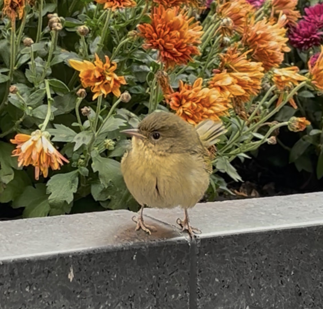 Paruline masquée - ML645050397